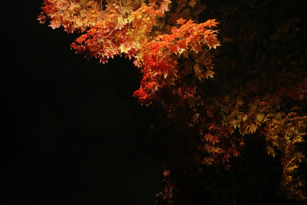 α200で夜の紅葉