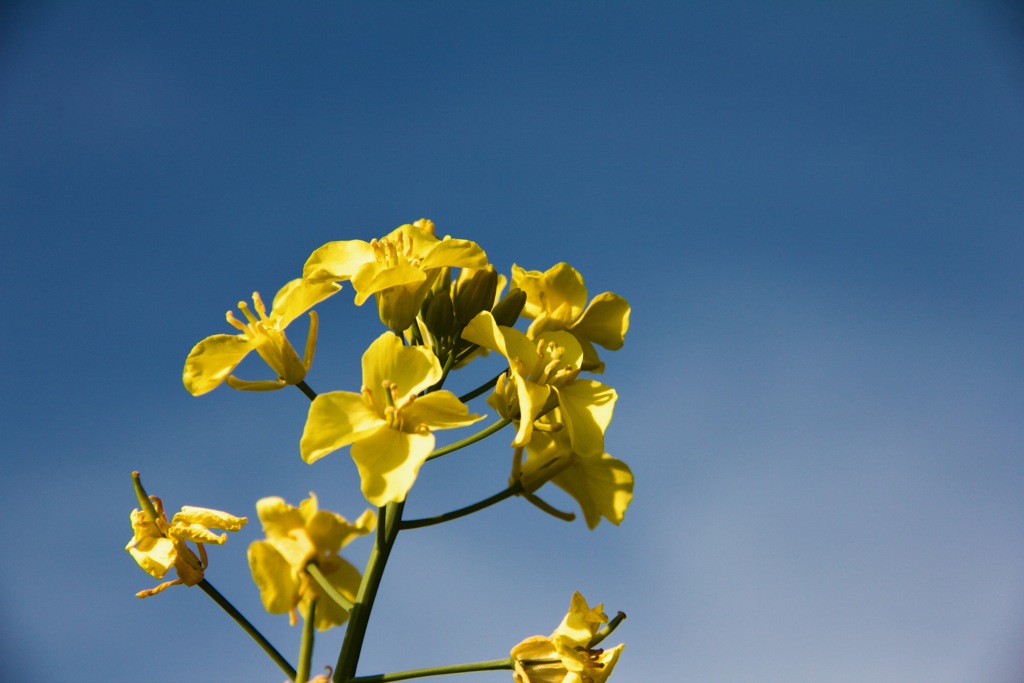 菜の花