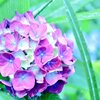紫陽花