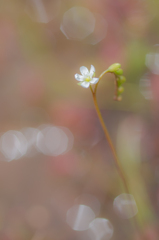 モウセンゴケの花