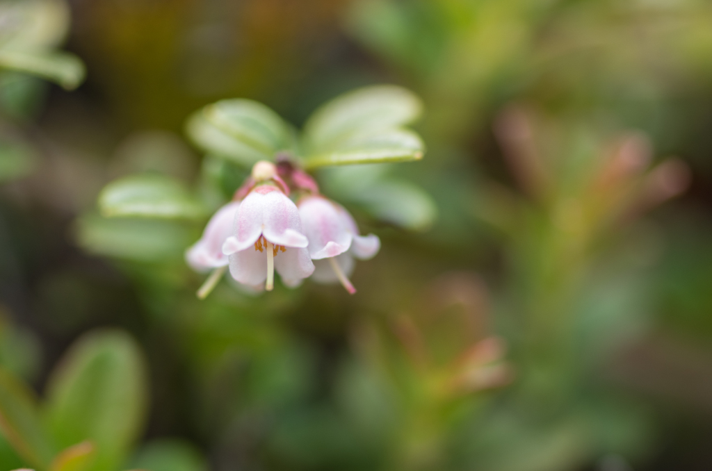 コケモモの花