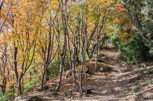 紅葉の登山道