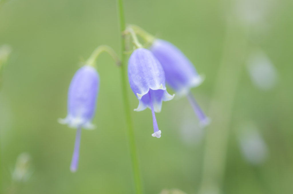 草原の中のベル