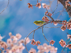 やっと咲き出した寒桜にホッと