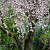 雨上がりの枝垂れ桜
