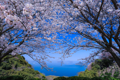 満開の桜に霞む島々