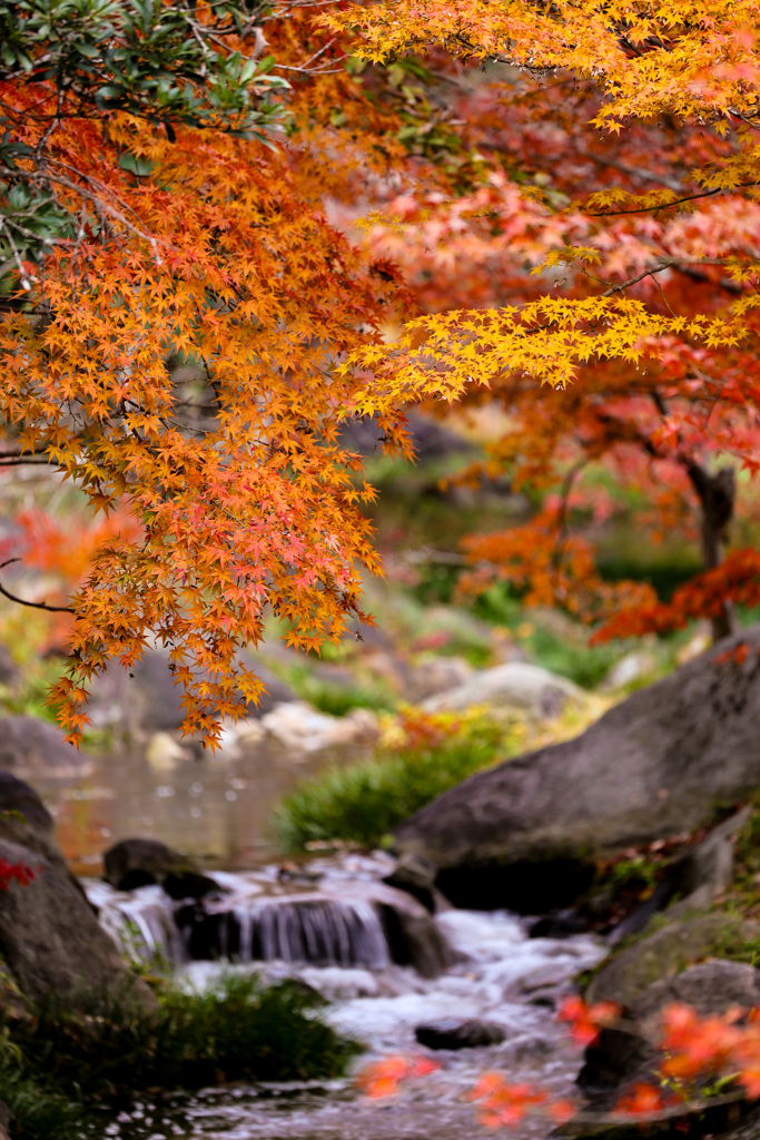 錦織りなす里山紅葉
