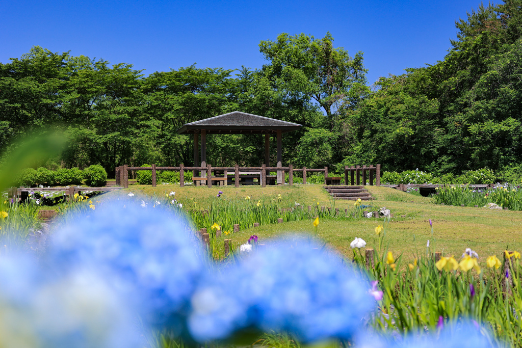 紫陽花も咲き出した菖蒲園