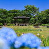 紫陽花も咲き出した菖蒲園