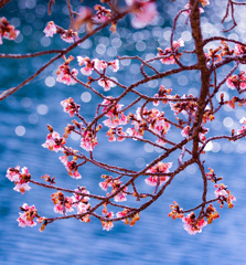 池に迫り出した寒桜