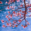 池に迫り出した寒桜