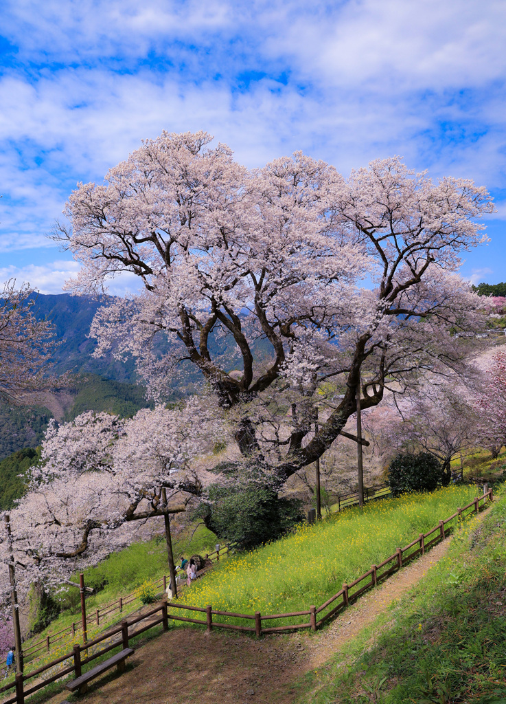 樹齢500年のひょうたん桜