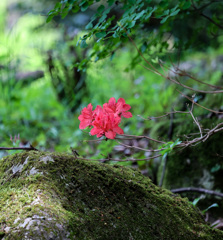 枝先に赤い花