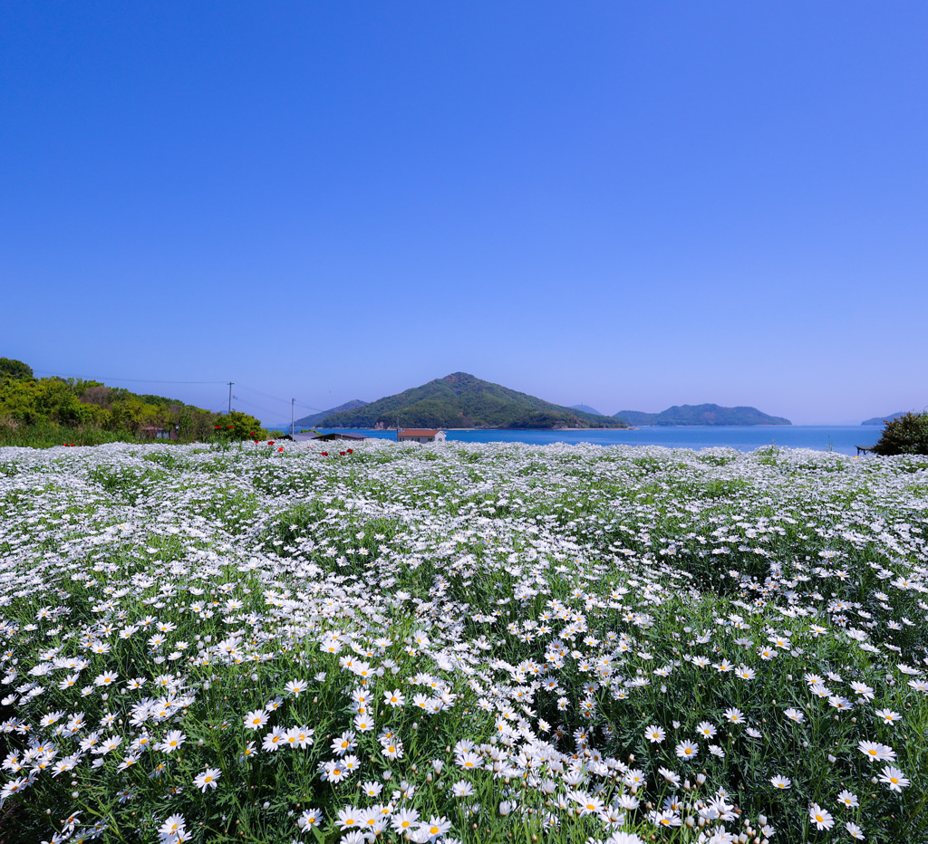 一面純白のマーガレット畑と粟島