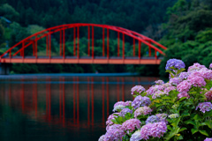 紫陽花と赤橋