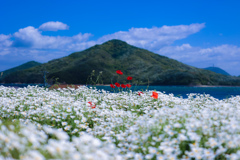 海辺の白い花畑と真っ赤なひなげし