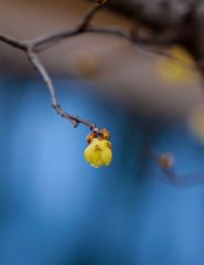 冬の水面に春の香、一輪