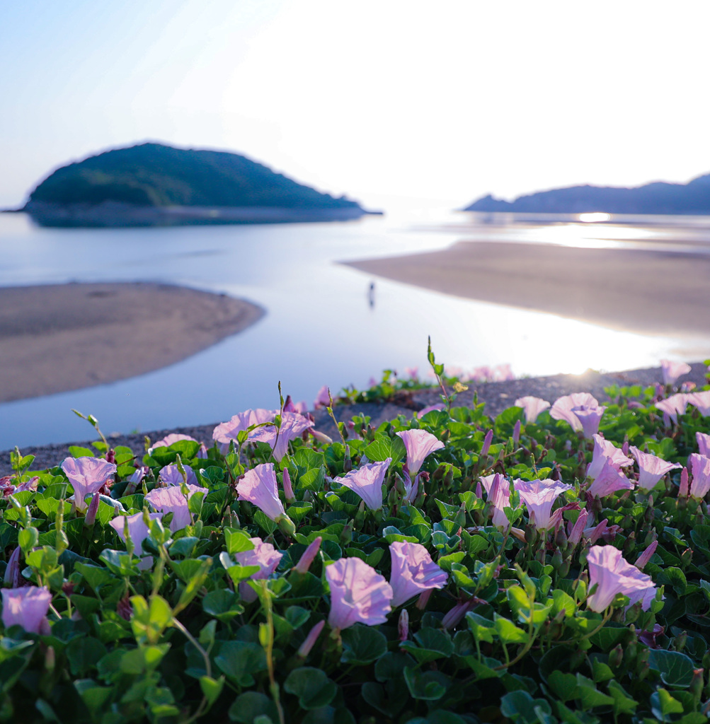 浜昼顔の浜辺