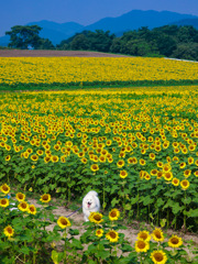 夏の匂い
