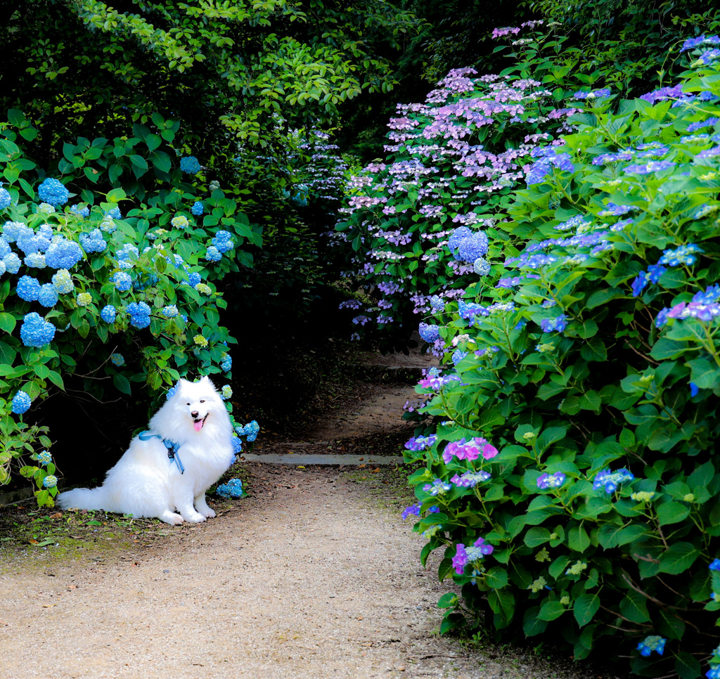 紫陽花の小径