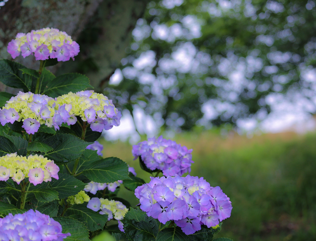 藤色の紫陽花