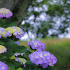 藤色の紫陽花