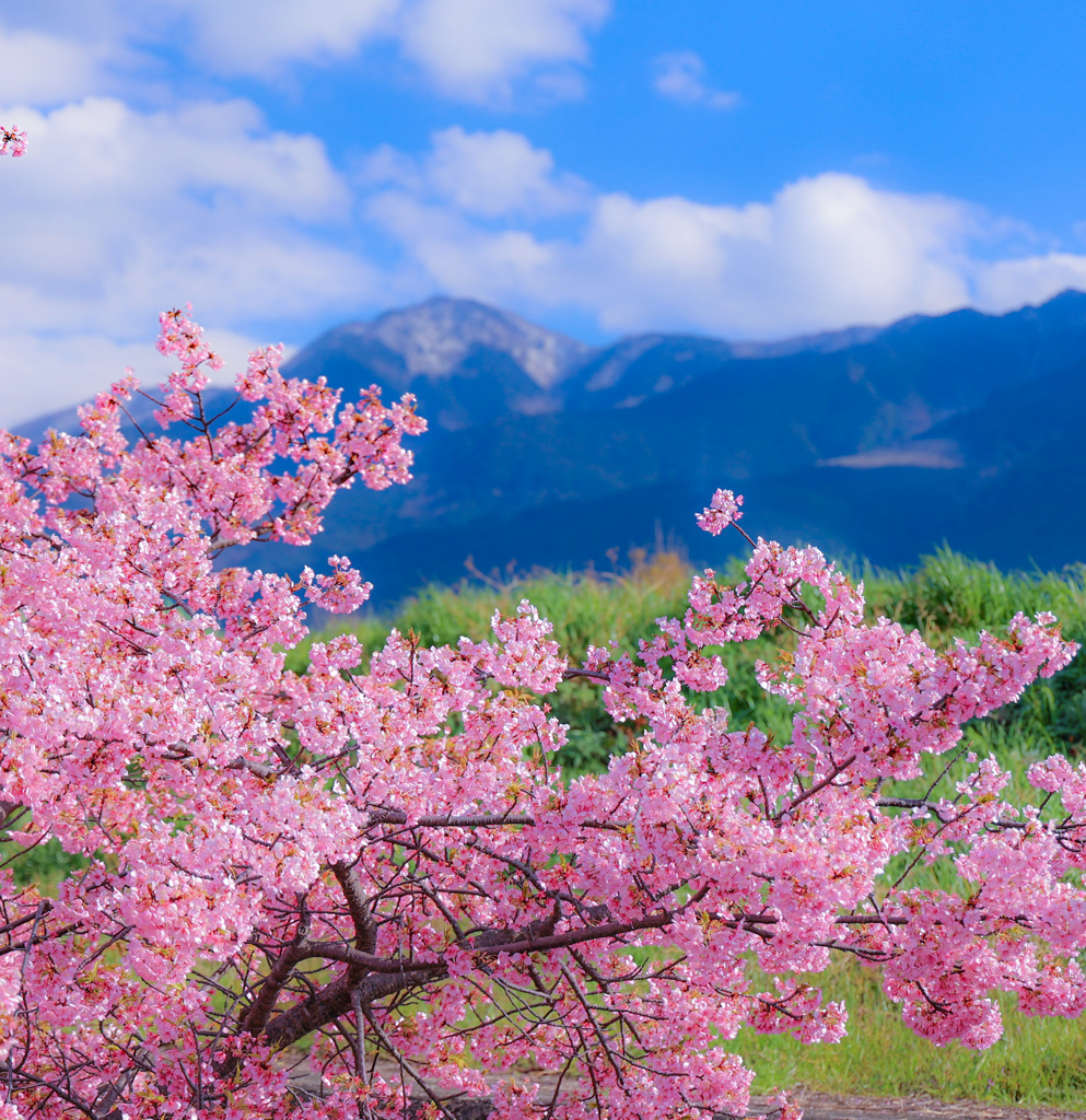 河津桜と四国山地