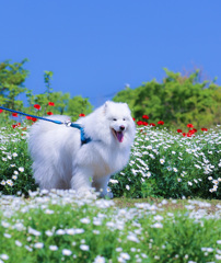 マーガレット畑と白い犬