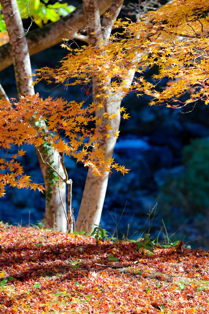 晩秋のシエスタ