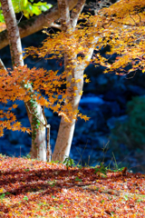 晩秋のシエスタ