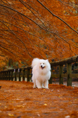 落ち葉のプロムナード