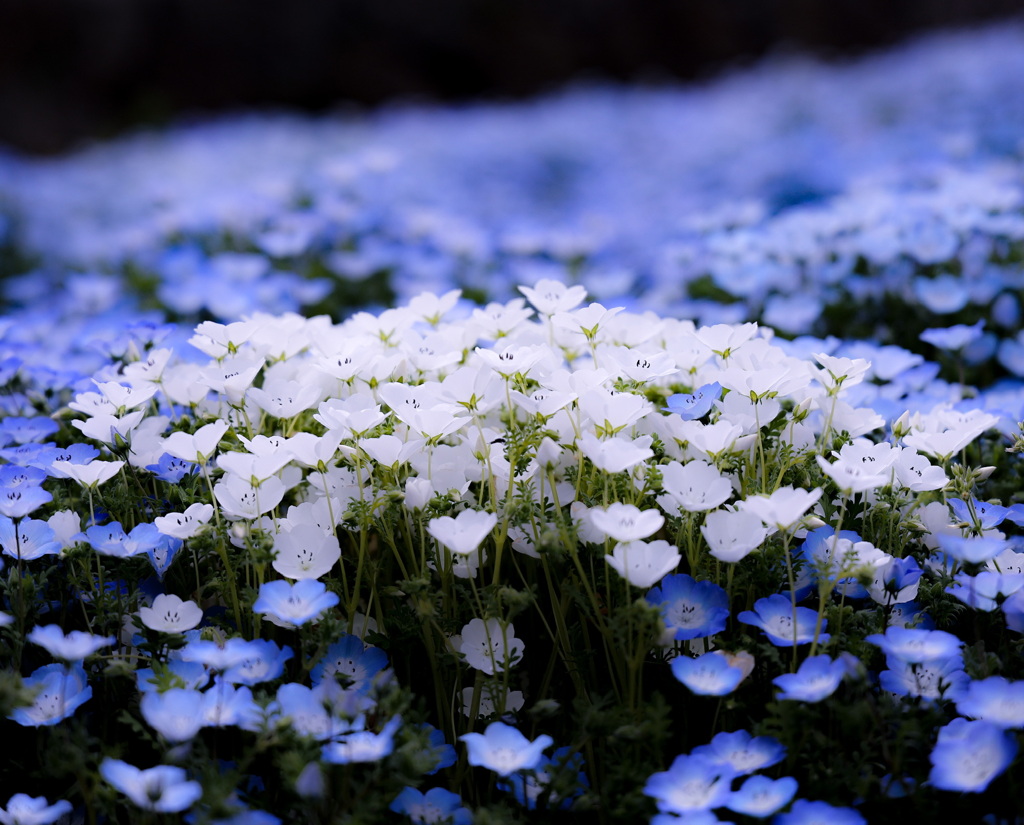 青い花に守られた白の聖域
