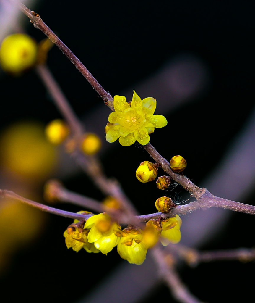 透き通るほどの花弁