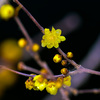 透き通るほどの花弁