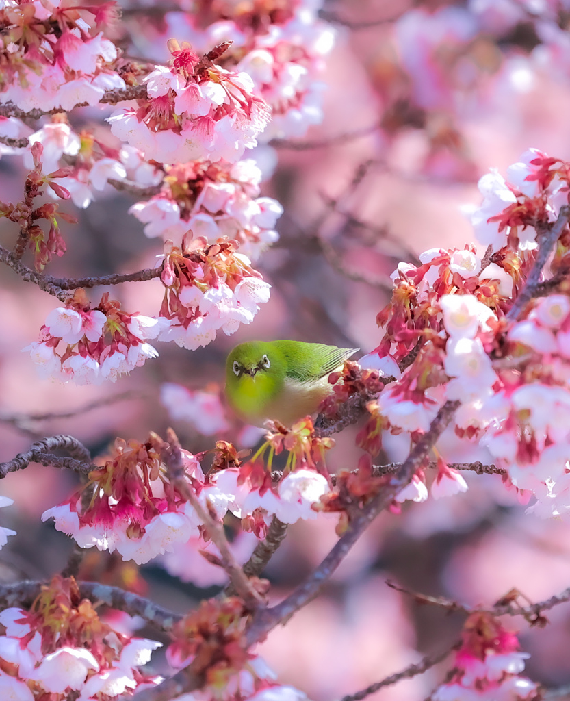 若草色の春