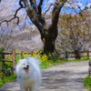 犬も見惚れる満開の桜