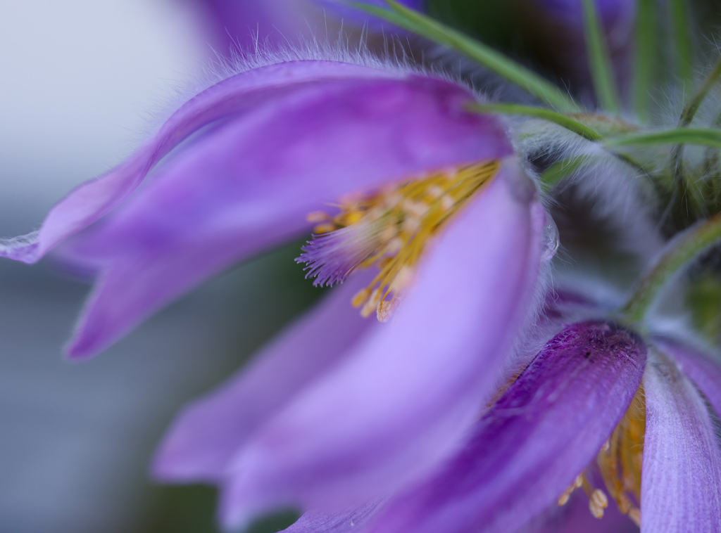 オキナグサの花芯