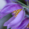 オキナグサの花芯