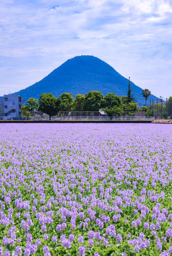 一面ホテイアオイの池