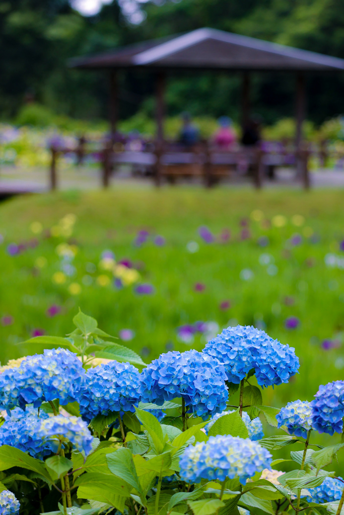 青い紫陽花越しに見る菖蒲