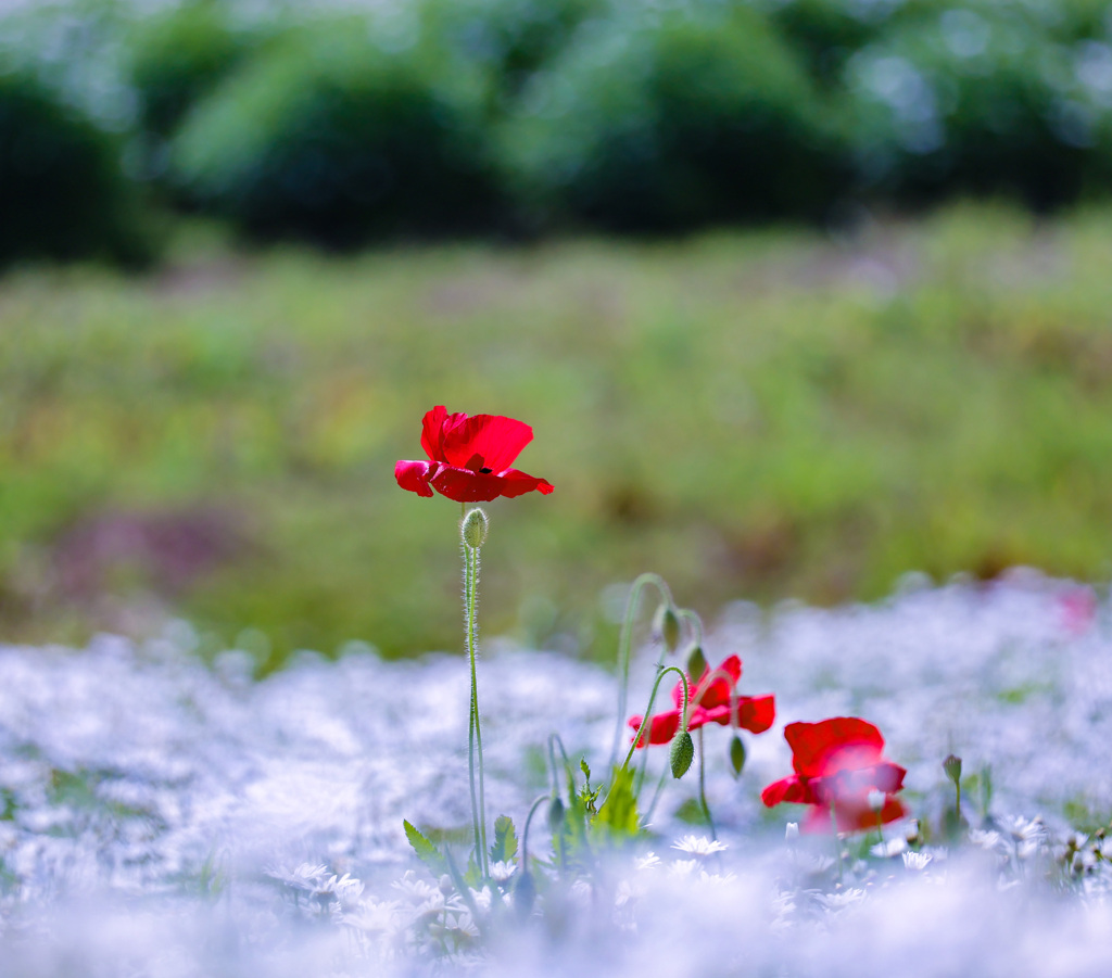 純白の真綿に浮かぶヒナゲシの花