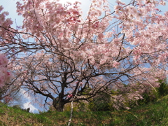 枝垂桜2