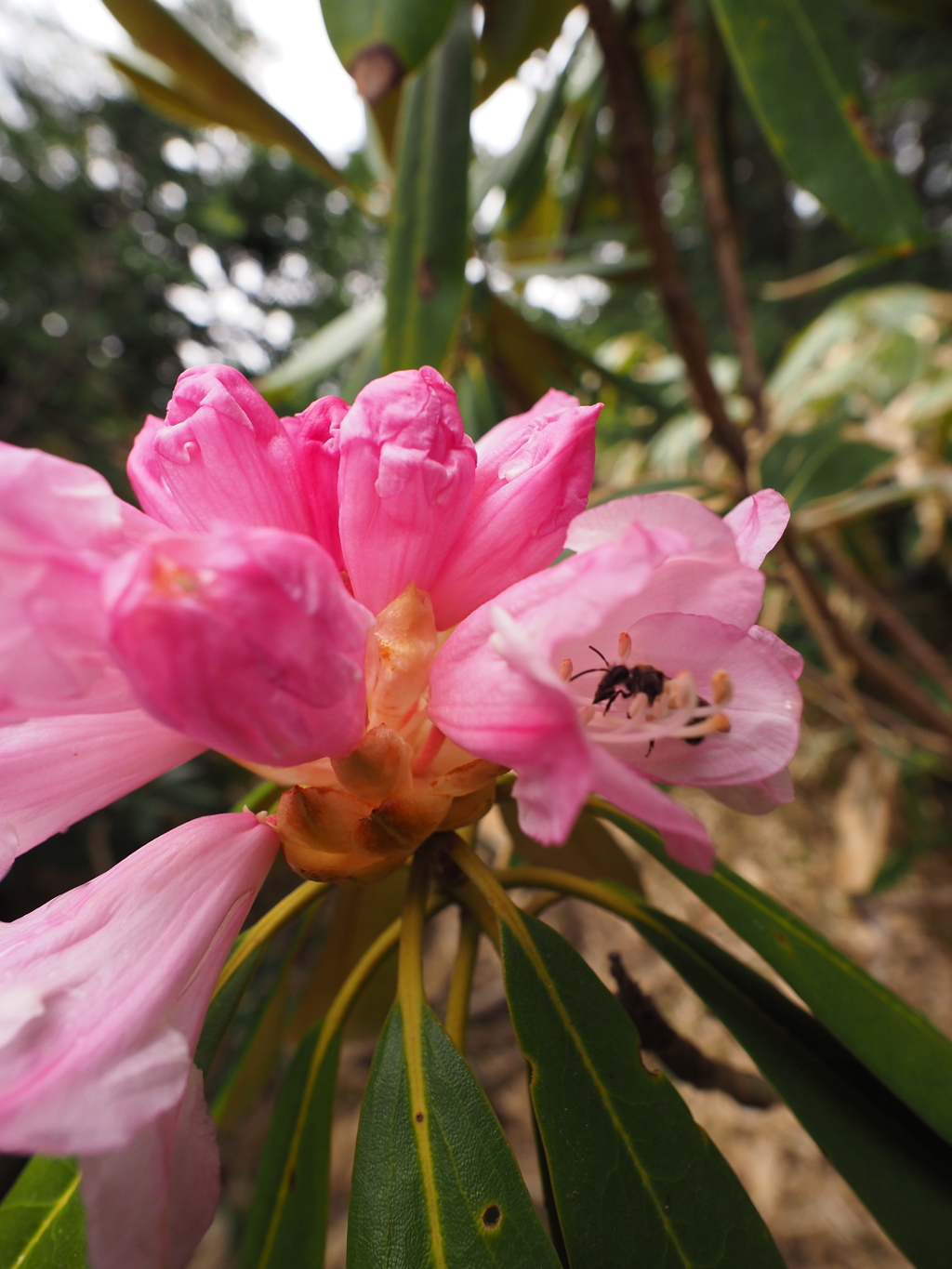 奥三界岳の植物　シャクナゲ