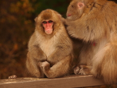 ママの毛づくろい