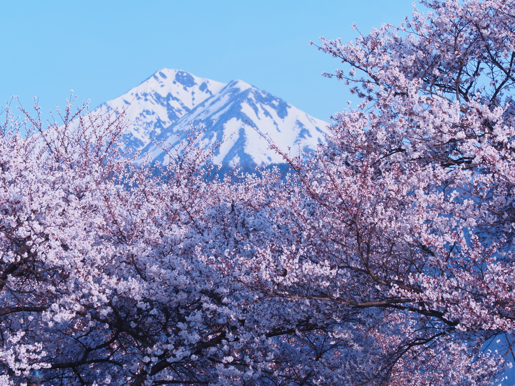 桜と常念岳