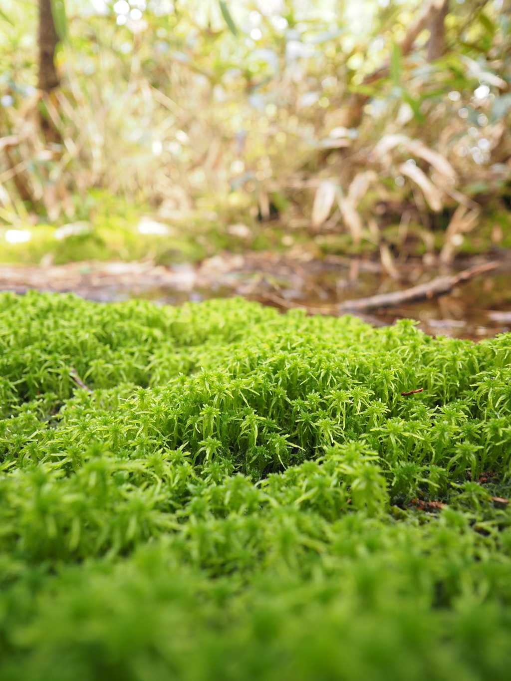 奥三界岳の植物　オオミズゴケ