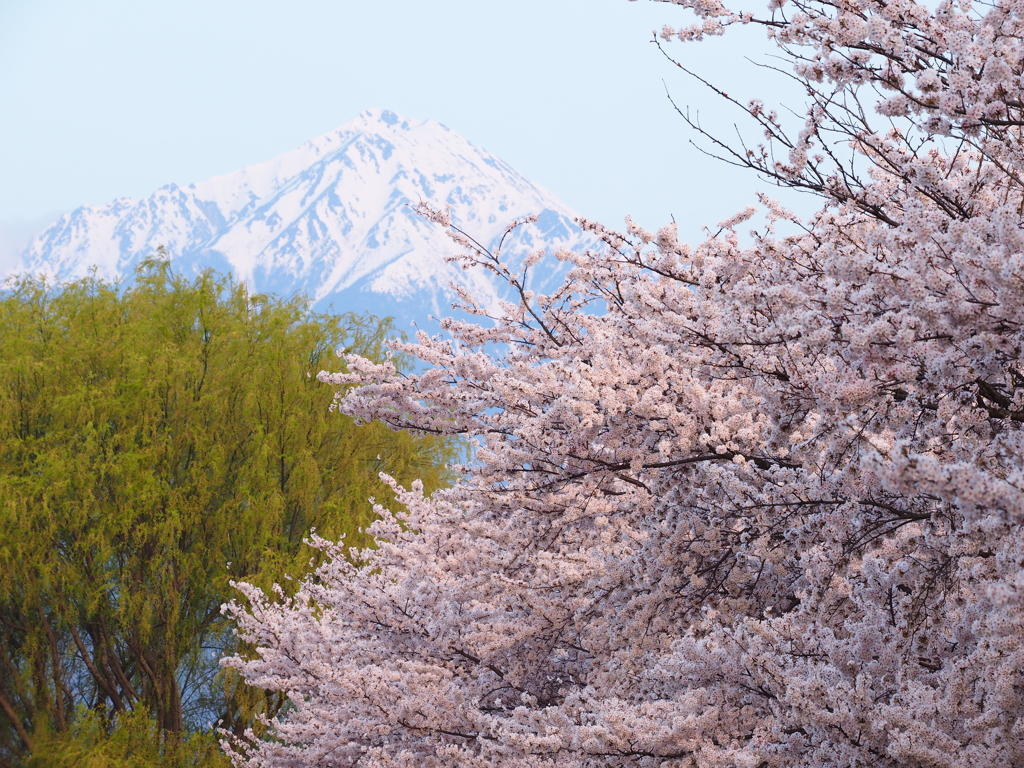 常念岳と桜