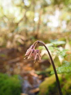 奥三界岳の植物　ショウジョウバカマ