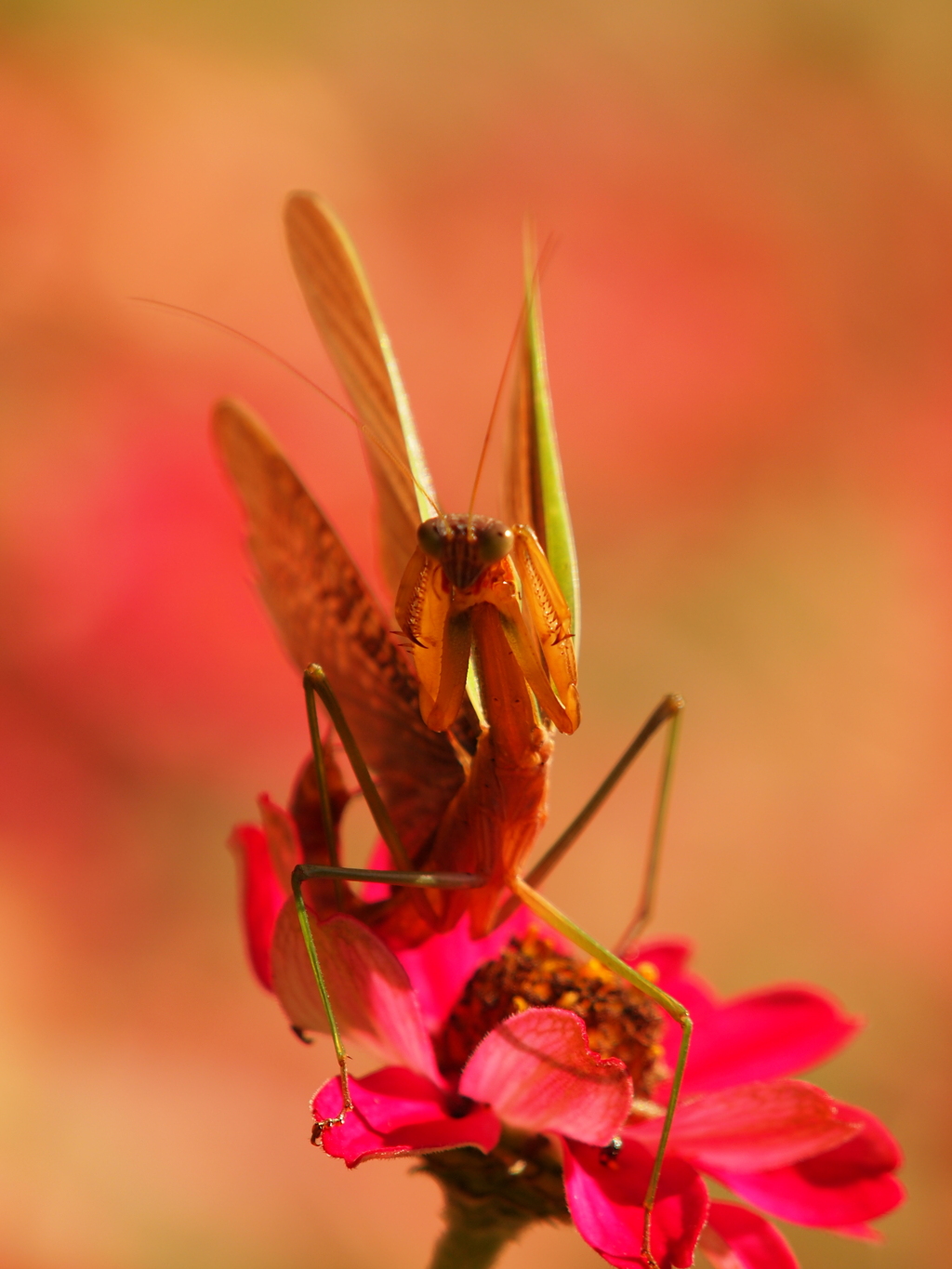 ファイティングポーズ　　晩秋のオオカマキリ