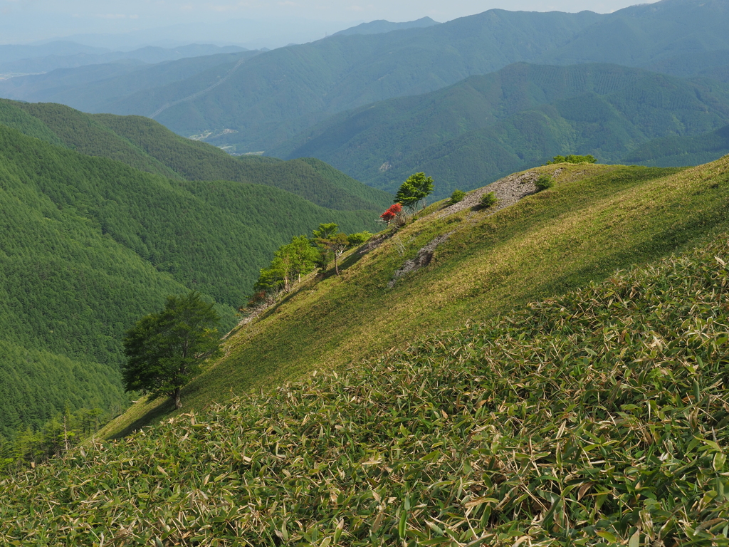 美ヶ原トレイル　鉢伏、二ツ山の間の尾根